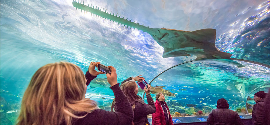 Ripley's Aquarium